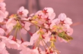 [大岡山][東工大][桜]