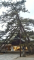  白山神社の松