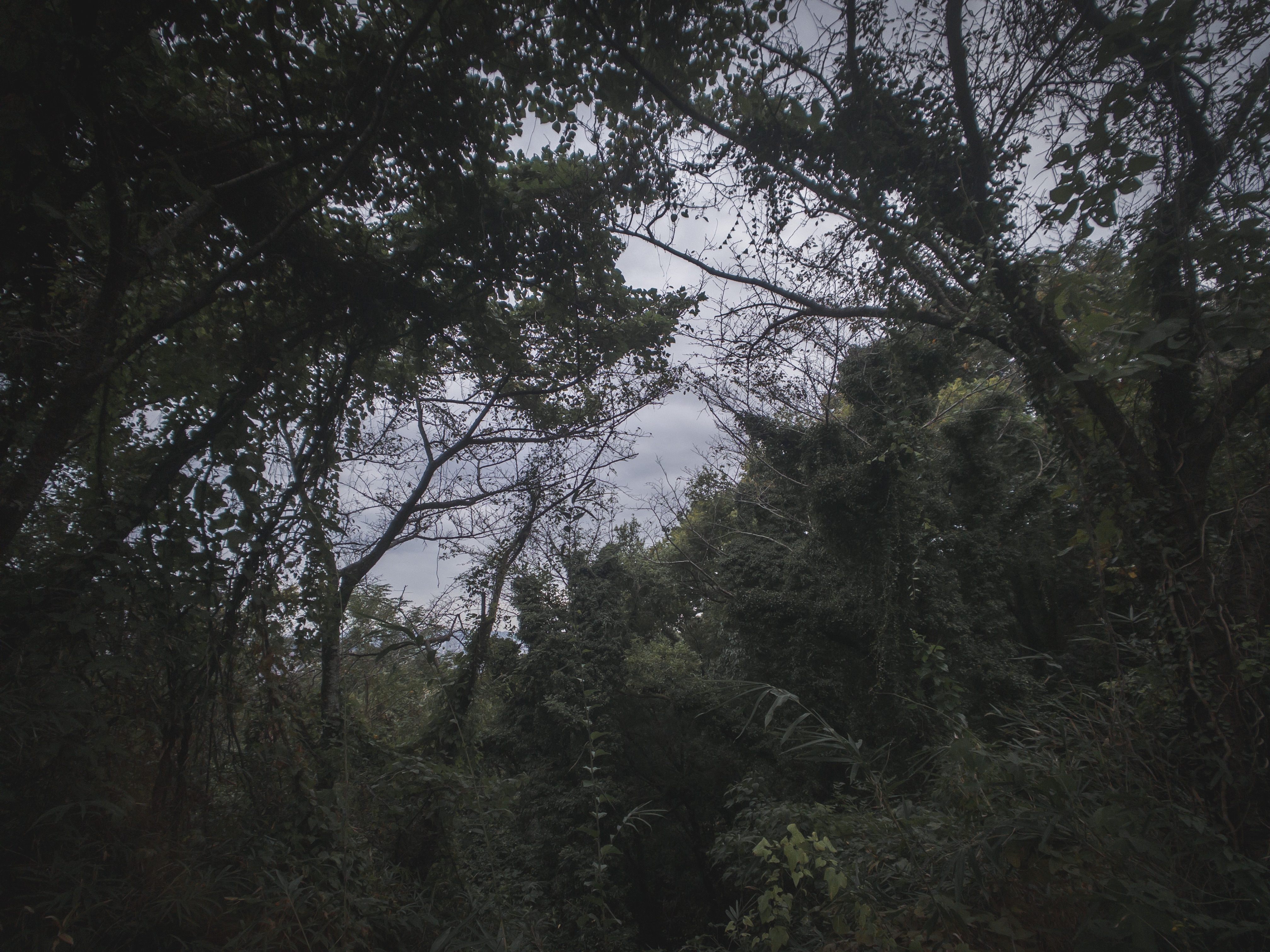 f:id:Zabilio:20211115103615j:image