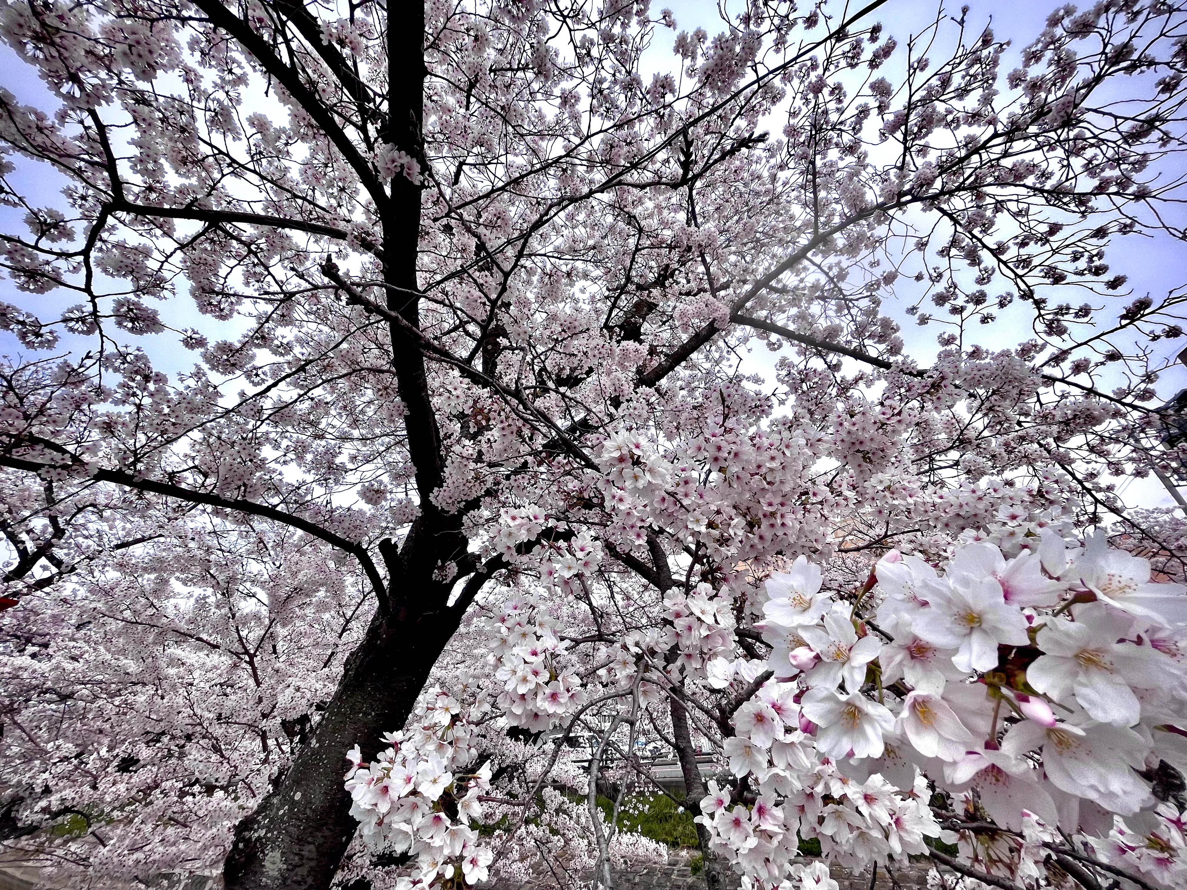 f:id:Zabilio:20220403212827j:image