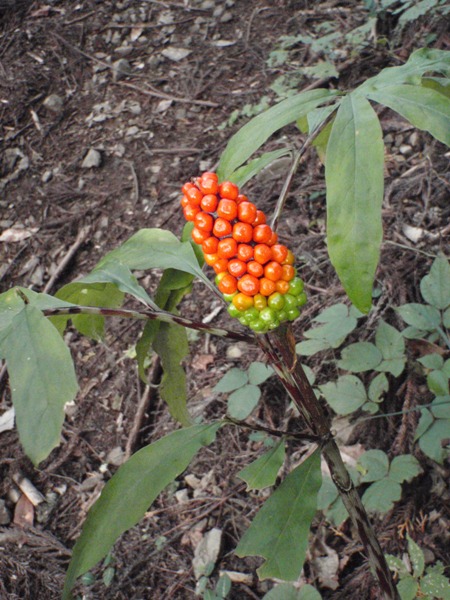 f:id:Zaskar:20111105091138j:image f:id:Zaskar:20111105091138j:image