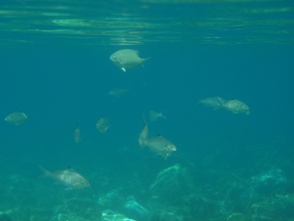 f:id:Zaskar:20120820081258j:image f:id:Zaskar:20120820081258j:image