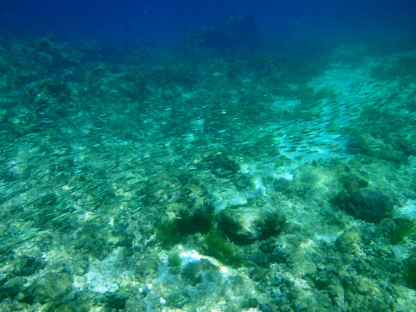 f:id:Zaskar:20120820092519j:image f:id:Zaskar:20120820092519j:image