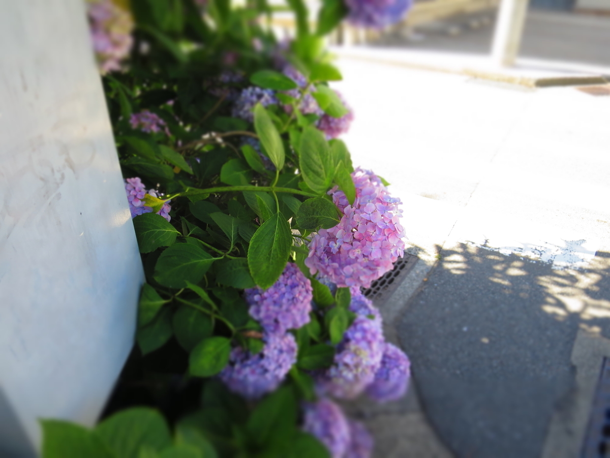 f:id:ZaskerSanetomo:20190616152039j:plain f:id:ZaskerSanetomo:20190616152039j:plain