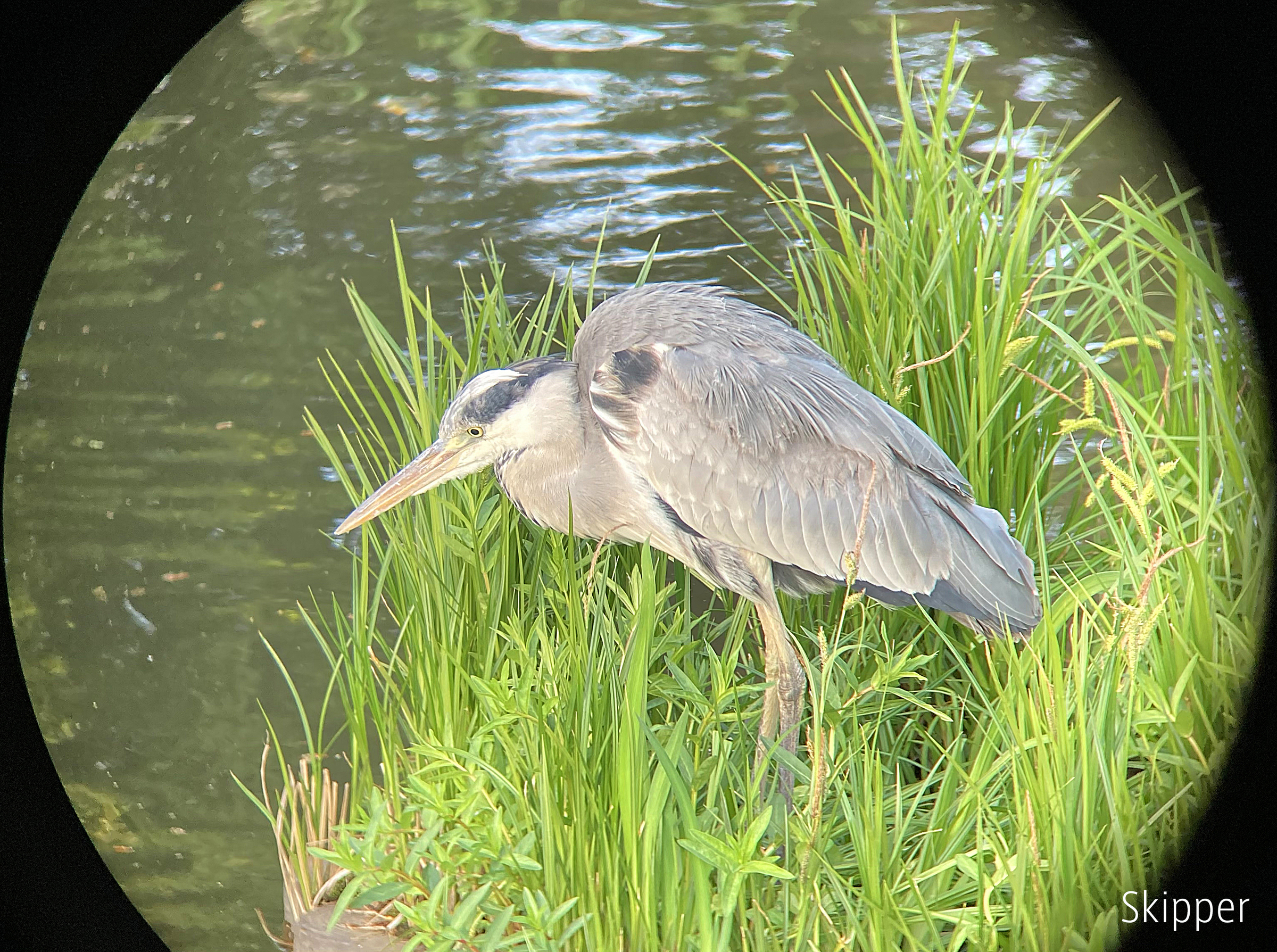 f:id:Zeiss:20210615031529j:plain