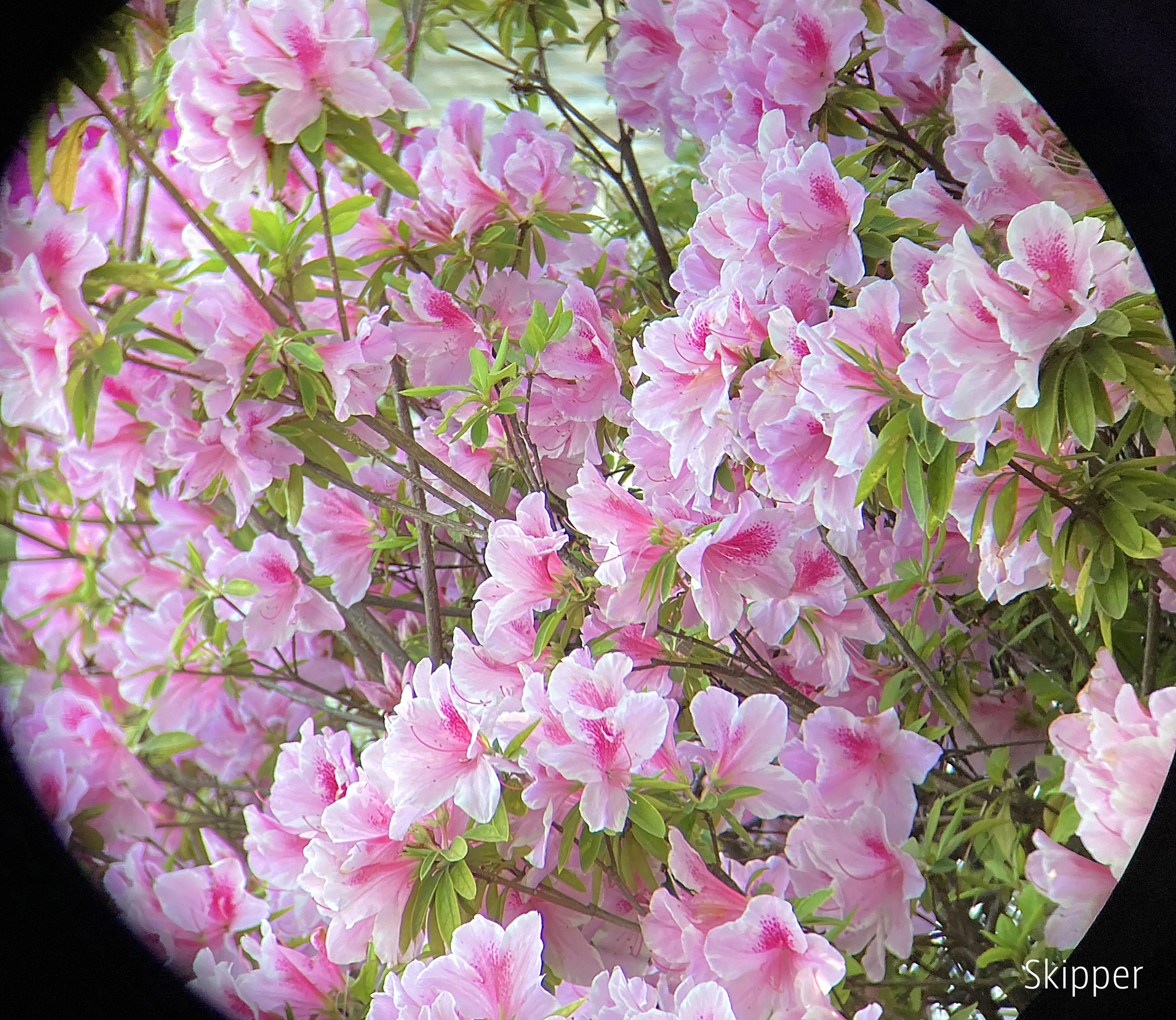 f:id:Zeiss:20210615031547j:plain