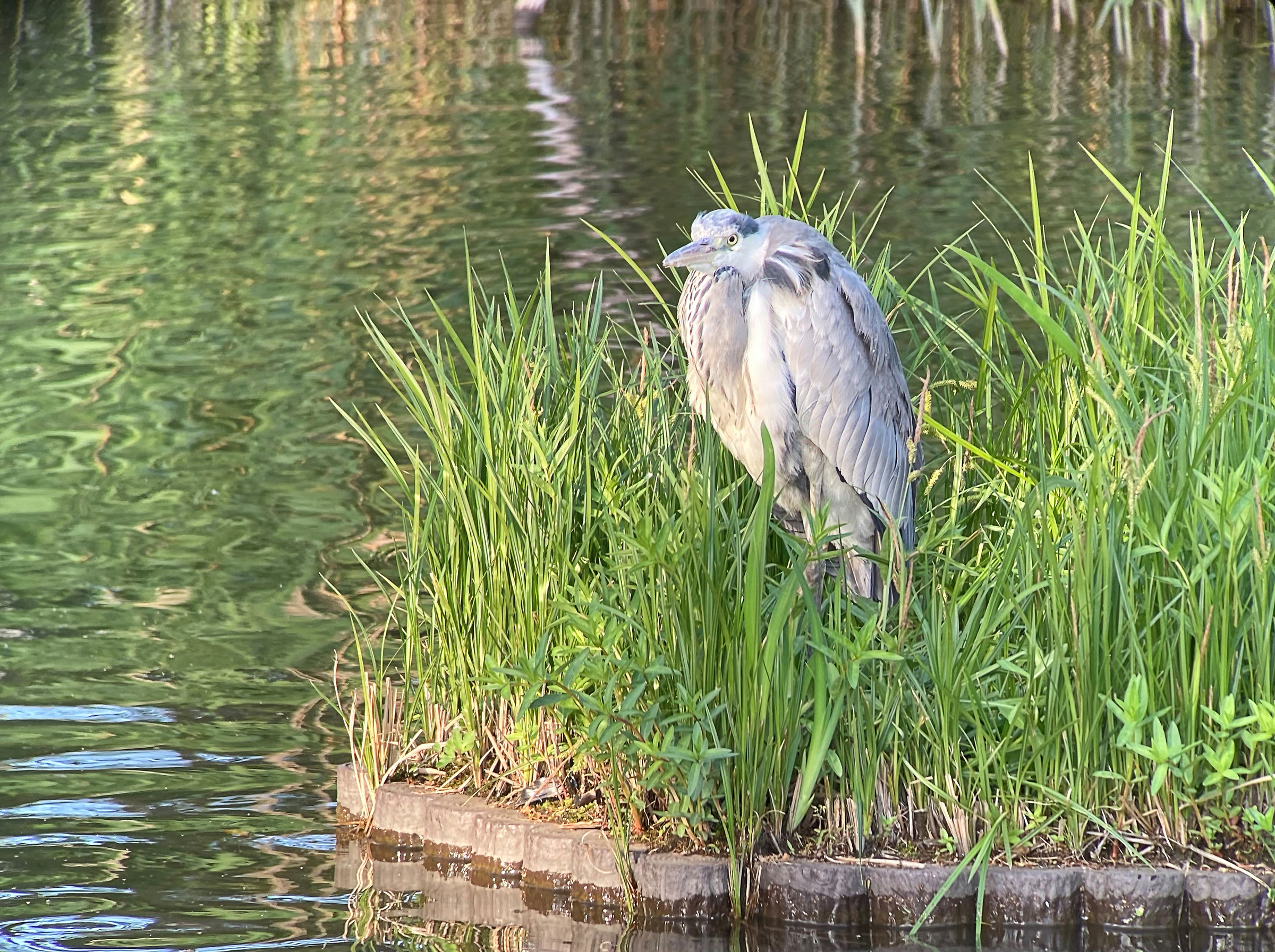 f:id:Zeiss:20210615031520j:plain