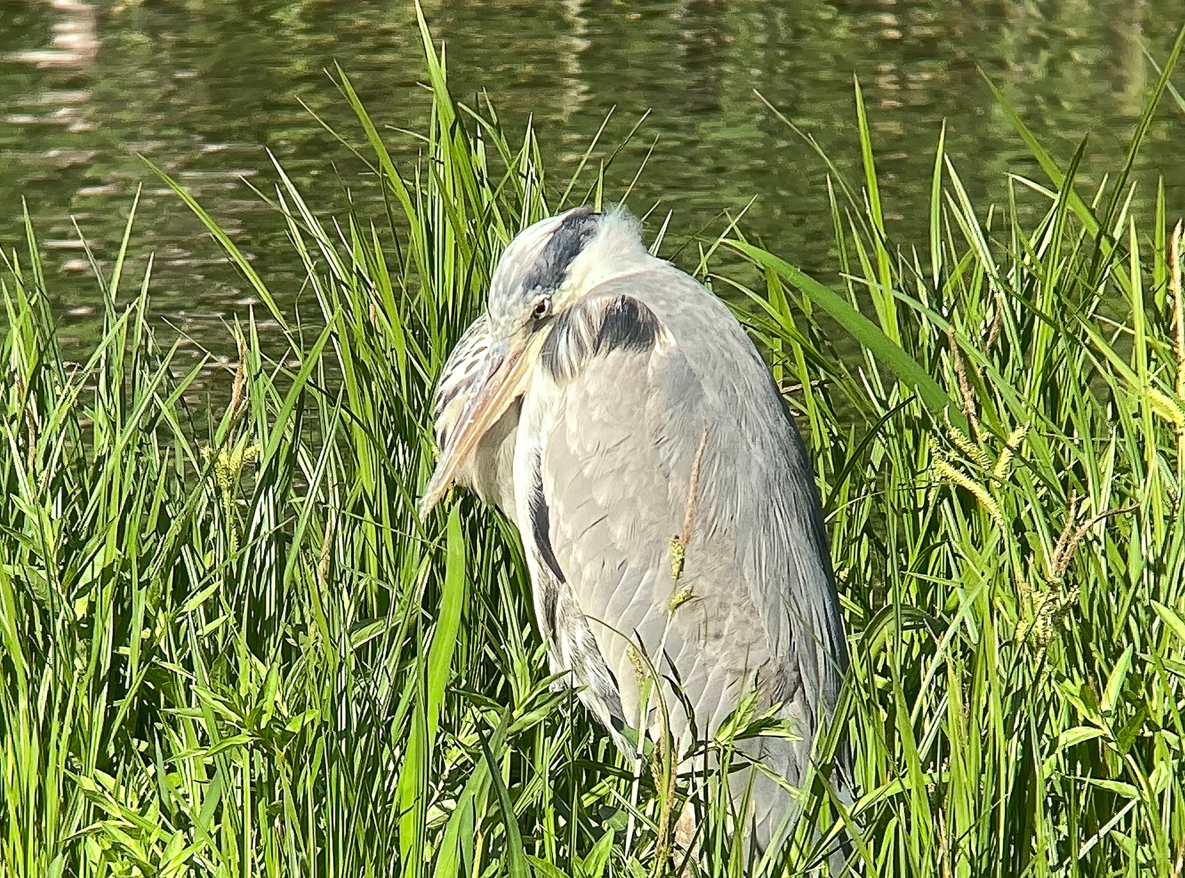 f:id:Zeiss:20210615031540j:plain