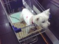 ジョイフル本田瑞穂で休憩と給油。わんこもいっしょ
