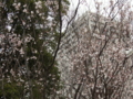 [風景・景観][桜]有明の桜