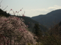 [風景・景観][桜]身延山久遠寺の桜 カットNo.021