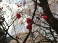 [風景・景観][桜]身延山久遠寺 カットNo.008