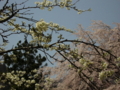 [風景・景観][桜]身延山久遠寺の桜 カットNo.020