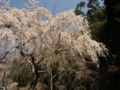 [風景・景観][桜]身延山久遠寺の桜 カットNo.019