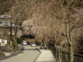 [風景・景観][桜]身延山久遠寺の桜 カットNo.018