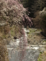 [風景・景観][桜]身延山久遠寺の桜 カットNo.017