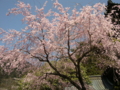 [風景・景観][桜]身延山久遠寺の桜 カットNo.016