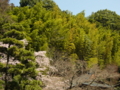 [風景・景観][桜]身延山久遠寺の桜 カットNo.015
