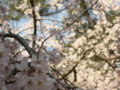 [風景・景観][桜]身延山久遠寺の桜 カットNo.013