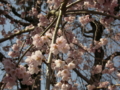 [風景・景観][桜]身延山久遠寺の桜 カットNo.010