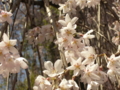 [風景・景観][桜]身延山久遠寺の桜 カットNo.009