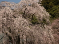 [風景・景観][桜]身延山久遠寺の桜 カットNo.008