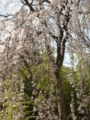 [風景・景観][桜]身延山久遠寺の桜 カットNo.007