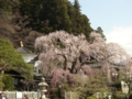 [風景・景観][桜]身延山久遠寺の桜 カットNo.005