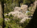 [風景・景観][桜]身延山久遠寺の桜 カットNo.003