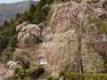 [風景・景観][桜]身延山久遠寺の桜 カットNo.001