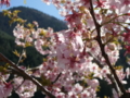 [風景・景観][桜]桜 カットNo.004