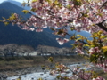 [風景・景観][桜]桜 カットNo.003