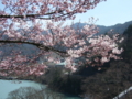 [風景・景観][桜]高遠城址公園 カットNo.031