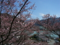 [風景・景観][桜]高遠城址公園 カットNo.029