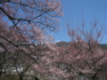 [風景・景観][桜]高遠城址公園 カットNo.028