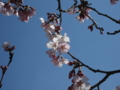 [風景・景観][桜]高遠城址公園 カットNo.027