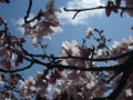 [風景・景観][桜]高遠城址公園 カットNo.026