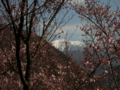 [風景・景観][桜]高遠城址公園 カットNo.025