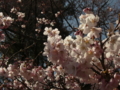 [風景・景観][桜]高遠城址公園 カットNo.024