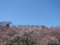 [風景・景観][桜]高遠城址公園 カットNo.022