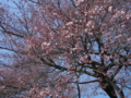 [風景・景観][桜]高遠城址公園 カットNo.021