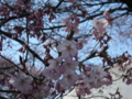 [風景・景観][桜]高遠城址公園 カットNo.020