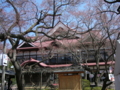 [風景・景観][桜]高遠城址公園 カットNo.016