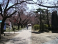 [風景・景観][桜]高遠城址公園 カットNo.014