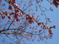 [風景・景観][桜]高遠城址公園 カットNo.013