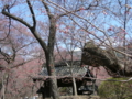 [風景・景観][桜]高遠城址公園 カットNo.012