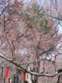 [風景・景観][桜]高遠城址公園 カットNo.011