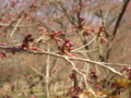 [風景・景観][桜]高遠城址公園 カットNo.010