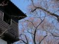 [風景・景観][桜]高遠城址公園 カットNo.009