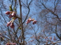 [風景・景観][桜]高遠城址公園 カットNo.008